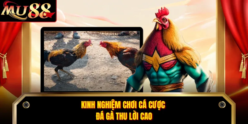 Kinh nghiệm chơi cá cược đá gà thu lời cao